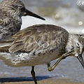 Red Knot